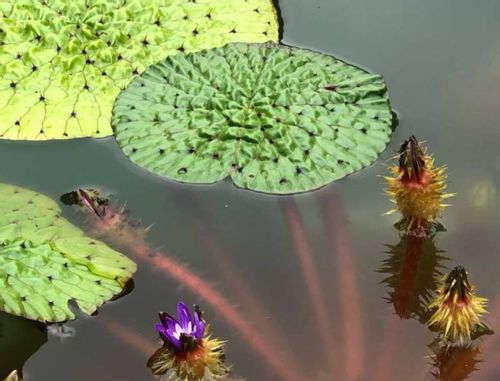 絶滅危惧種の植物 日本でも有名なあの花も危ない Greensnap グリーンスナップ 絶滅危惧種の植物 日本でも有名なあの花も危ない Greensnap グリーンスナップ