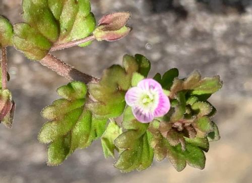 絶滅危惧種の植物 日本でも有名なあの花も危ない Greensnap グリーンスナップ