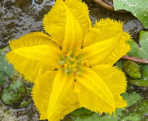 絶滅危惧種の植物 日本でも有名なあの花も危ない Greensnap グリーンスナップ 絶滅危惧種の植物 日本でも有名なあの花も危ない Greensnap グリーンスナップ
