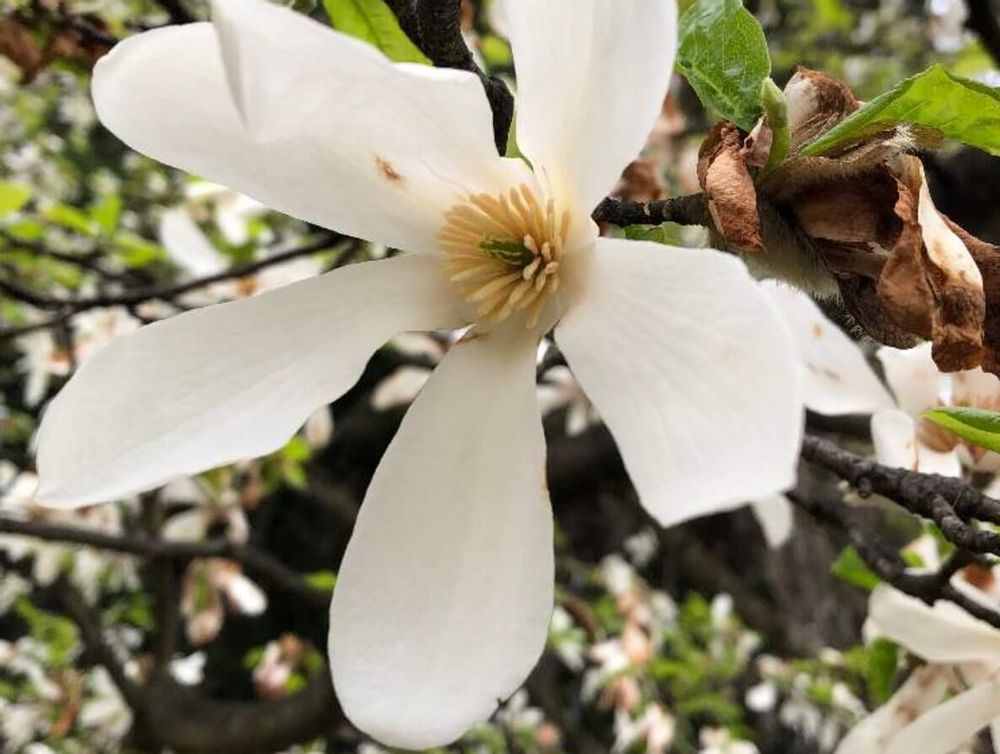 コブシ　白い花