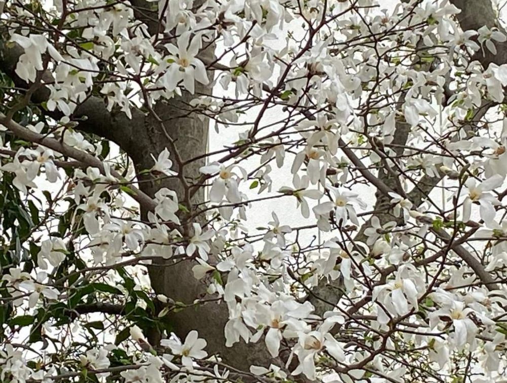 コブシ　白い花