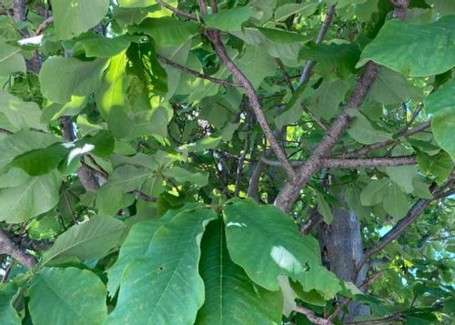 コブシとモクレンの違い 花や葉 開花時期で見分け方がある Greensnap グリーンスナップ コブシとモクレンの違い 花や葉 開花時期で見分け方がある Greensnap グリーンスナップ