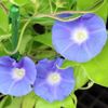 朝顔の葉っぱが枯れる原因｜注意する病気や虫は？葉にも種類があるの？の画像