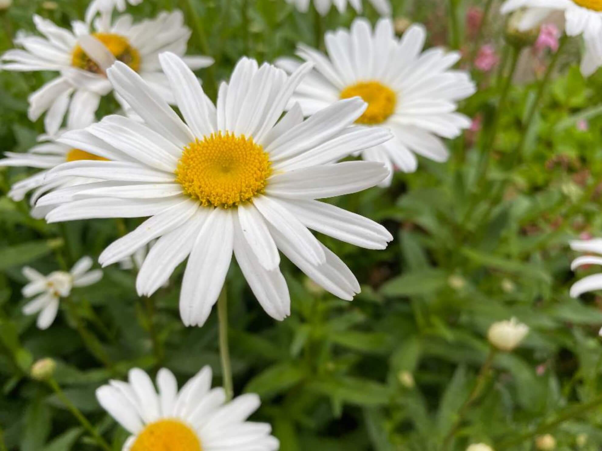 デイジーとマーガレットの違い｜花や葉、開花時期での見分け方の