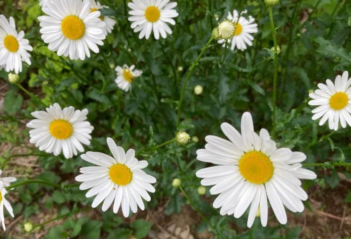 デイジーとマーガレットの違い｜花や葉、開花時期での見分け方の