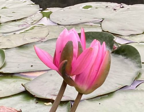 スイレン 睡蓮 と蓮 ハス の違い 花や葉による見分け方は Greensnap グリーンスナップ