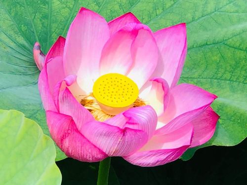 スイレン 睡蓮 と蓮 ハス の違い 花や葉による見分け方は Greensnap グリーンスナップ