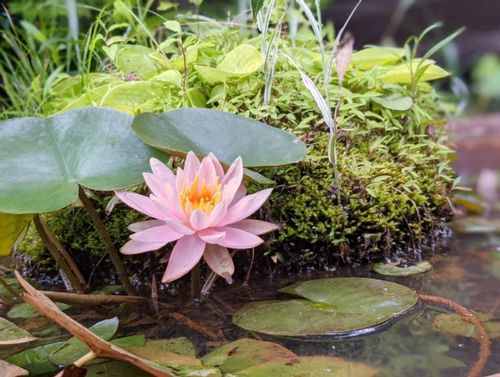 スイレン 睡蓮 と蓮 ハス の違い 花や葉による見分け方は Greensnap グリーンスナップ スイレン 睡蓮 と蓮 ハス の違い 花や葉による見分け方は Greensnap グリーンスナップ