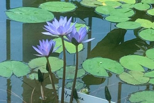 スイレン 睡蓮 と蓮 ハス の違い 花や葉による見分け方は Greensnap グリーンスナップ スイレン 睡蓮 と蓮 ハス の違い 花や葉による見分け方は Greensnap グリーンスナップ