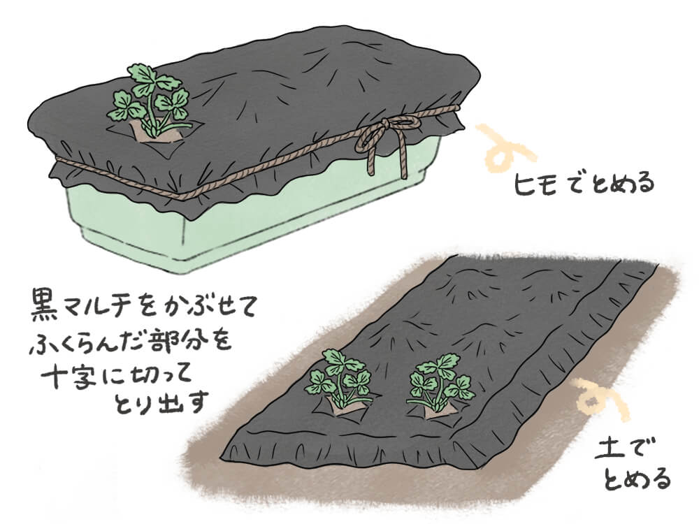 イチゴの栽培 育て方 プランターで育てるコツは 苗の植え方や時期は Greensnap グリーンスナップ