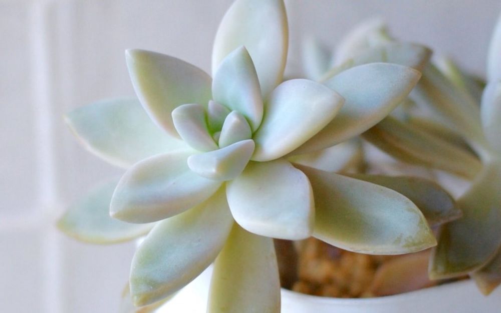 多肉植物の淡雪