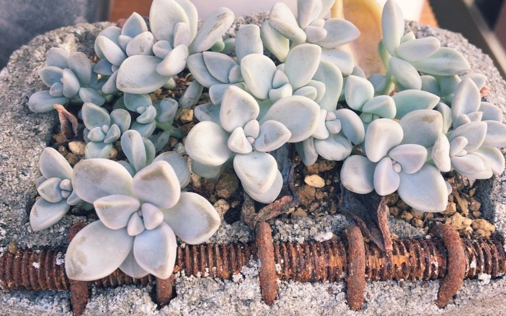 多肉植物の淡雪