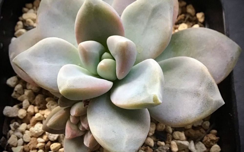 多肉植物の淡雪