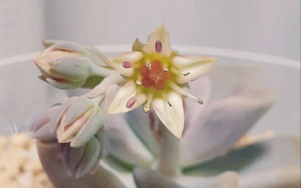 多肉植物の淡雪　花