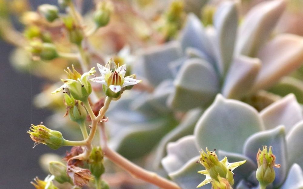 多肉植物の淡雪　花