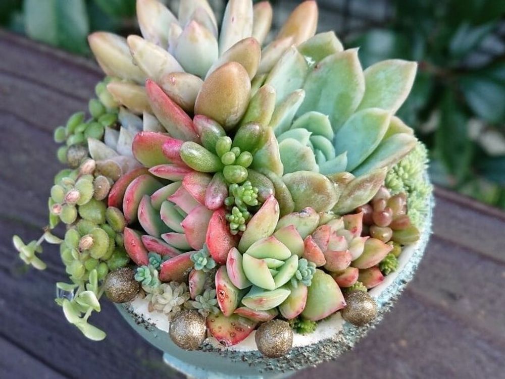 ルエラ　寄植え