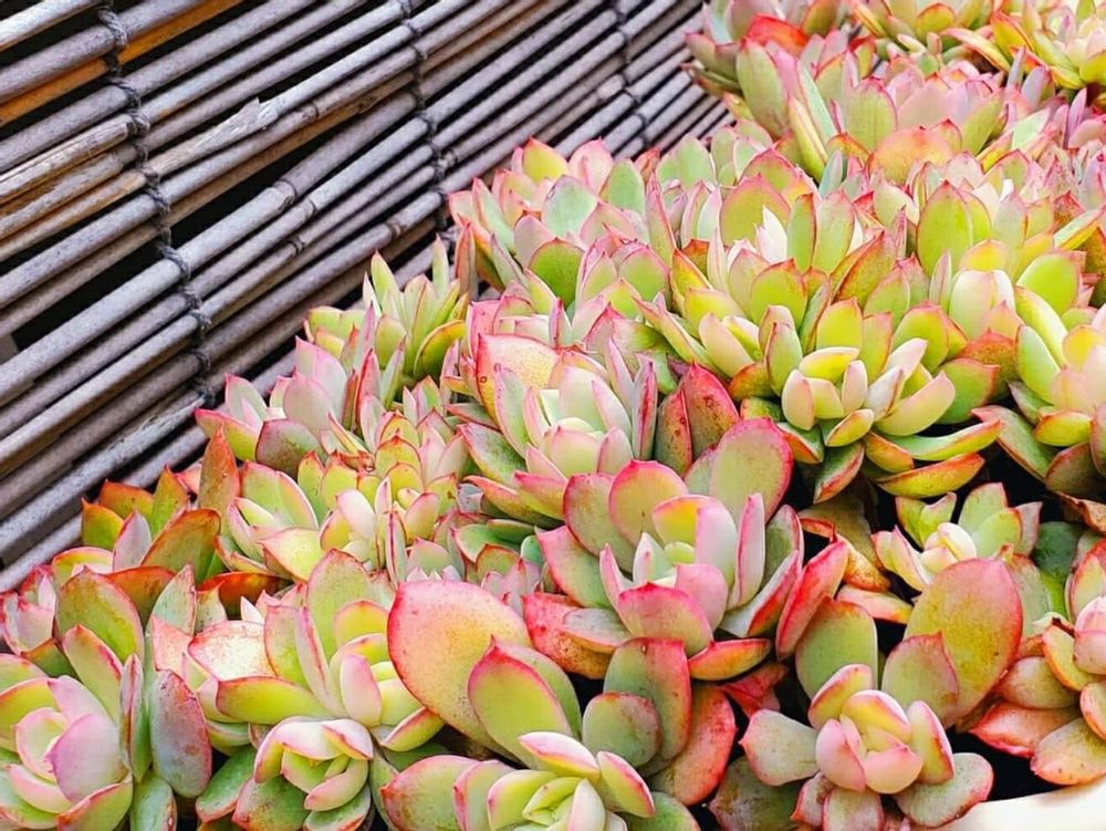 ルエラ　鉢植え