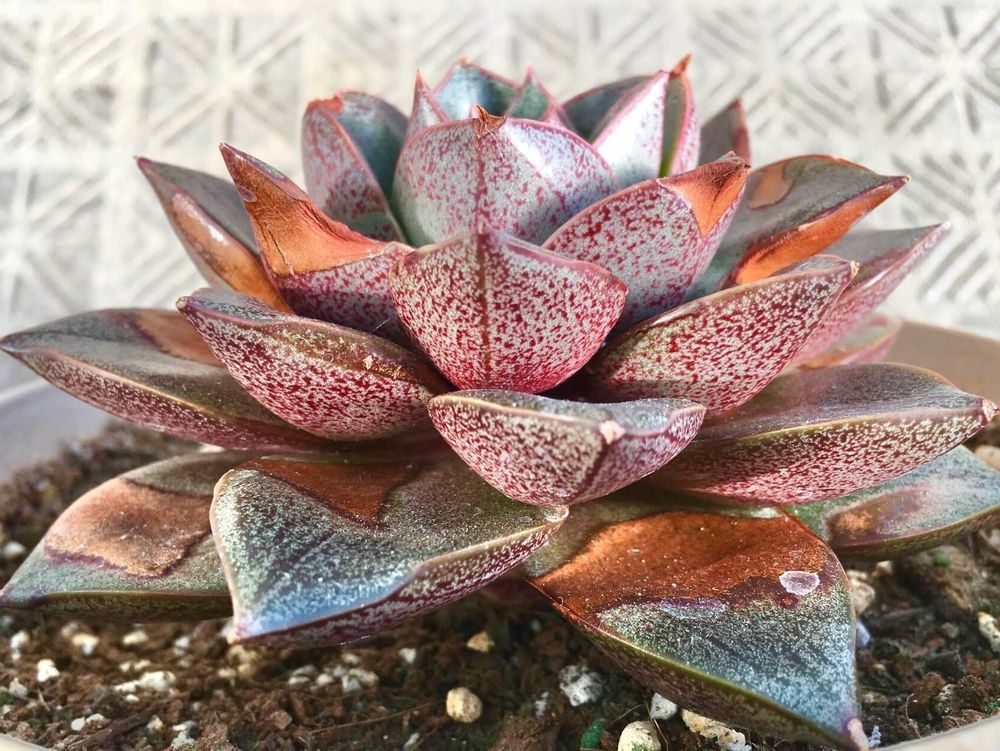 大和錦　鉢植え　株