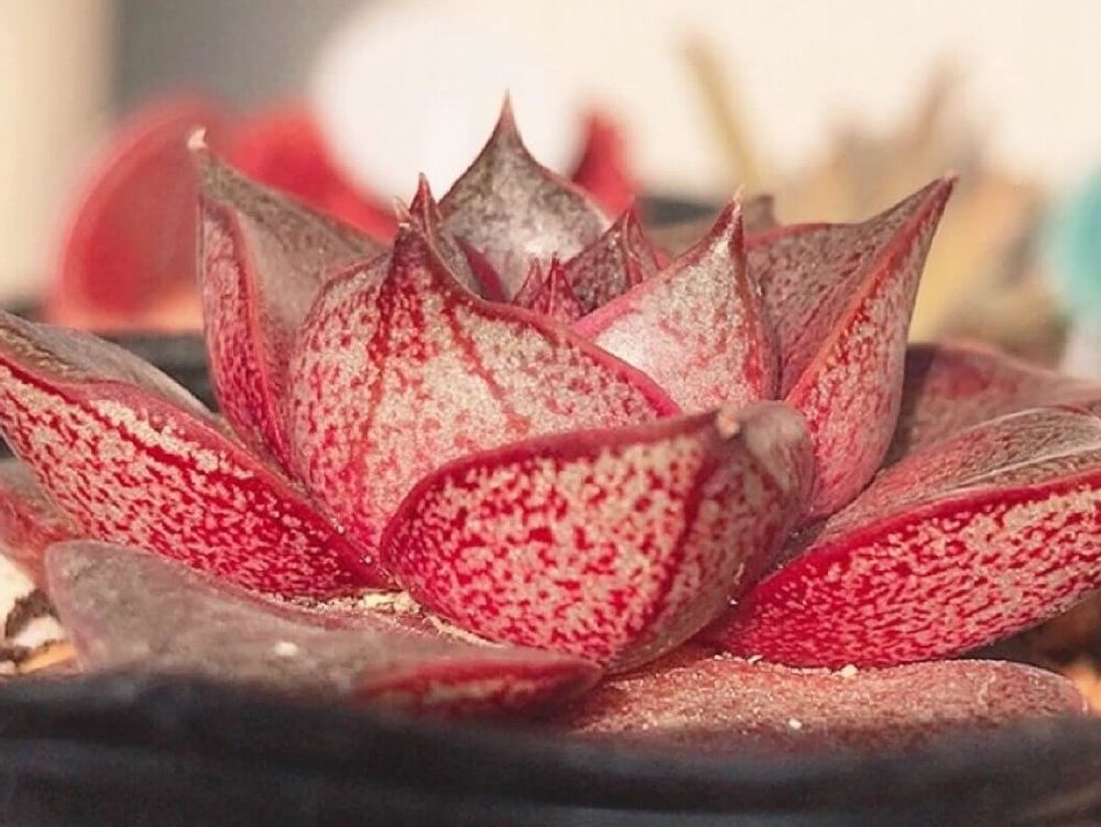 大和錦　赤い株