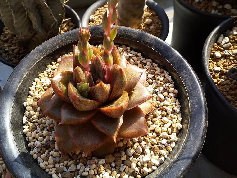 大和錦　鉢植え　日光