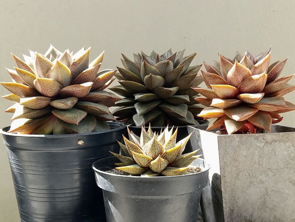 大和錦　鉢植え