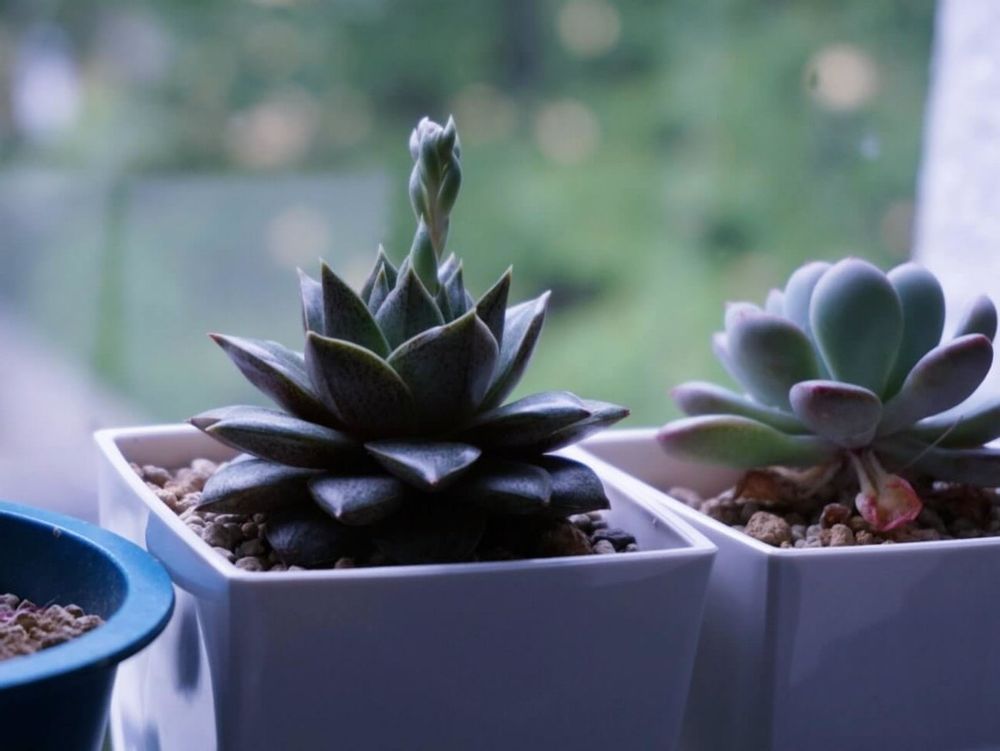 大和錦　鉢植え　窓際