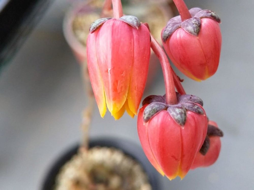 大和錦　赤い花