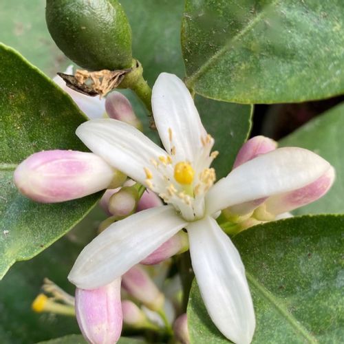 レモンの花が咲いてから実がなるまで No 4 はじめて檸檬 Greensnap グリーンスナップ レモンの花が咲いてから実がなるまで No 4 はじめて檸檬 Greensnap グリーンスナップ