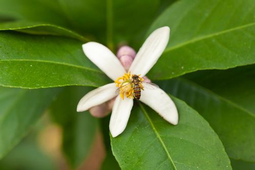 レモンの花が咲いてから実がなるまで No 4 はじめて檸檬 Greensnap グリーンスナップ