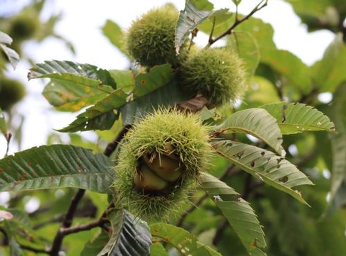 栗 クリ の花言葉 由来や花の特徴 種類や食べ方は Greensnap グリーンスナップ