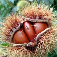 栗(クリ)の花言葉｜由来や花の特徴、種類や食べ方は？の画像