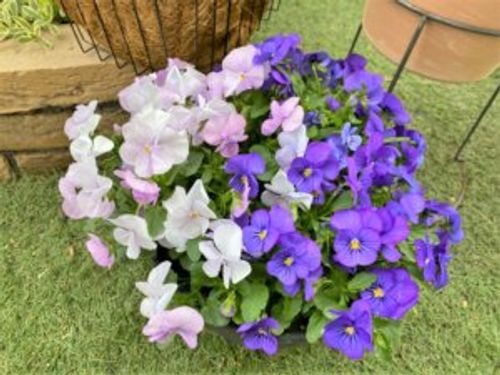 こぼれ種で毎年咲く花 種類やメリットは Greensnap グリーンスナップ