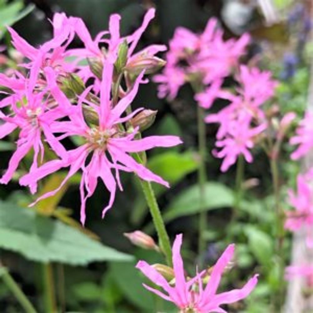 リクニス・フロスククリ