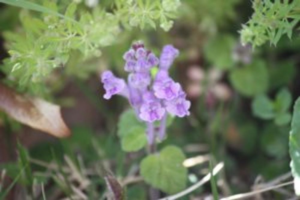 コバノタツナミ