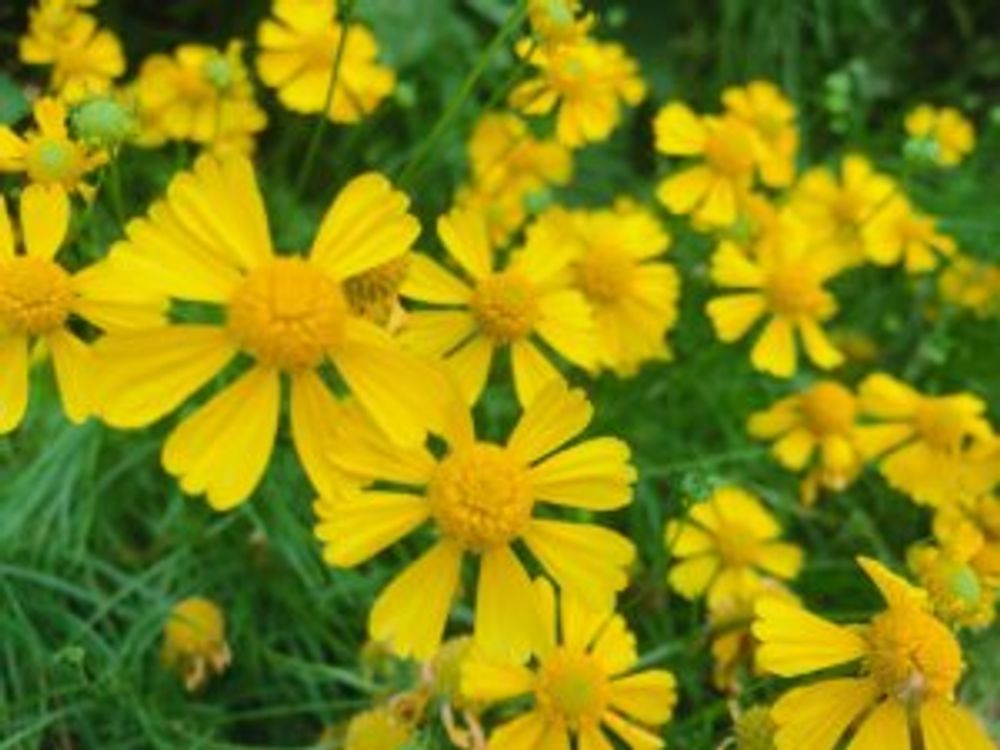 ヘレニウム・ダコタゴールド