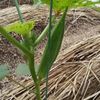 オクラの栄養｜効果・効能や選び方、旬の時期や冷凍保存はできる？の画像