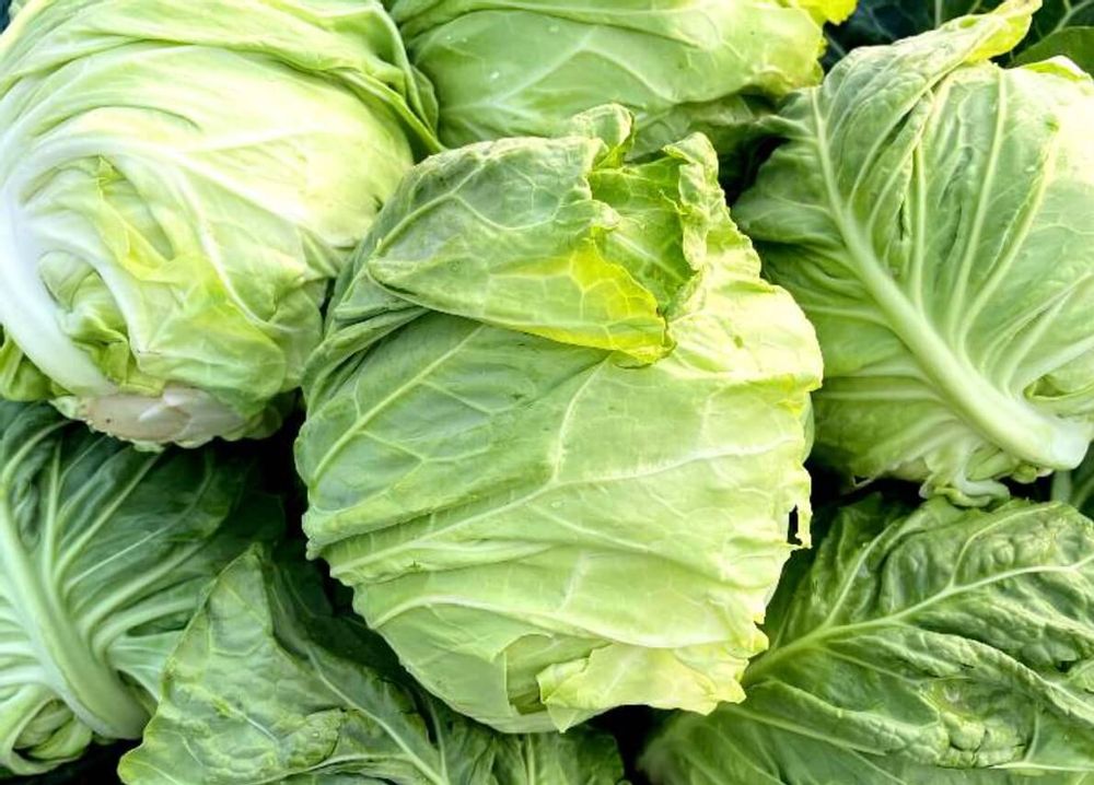 キャベツ