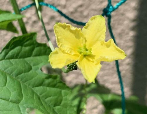 ゴーヤの栄養 効果 効能や旬の時期 選び方や保存方法は Greensnap グリーンスナップ