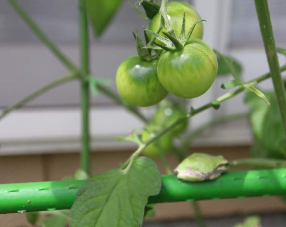 トマト　青い