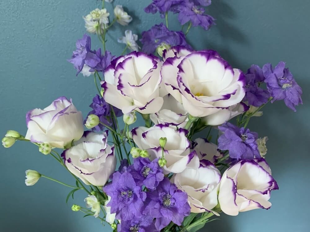 トルコキキョウ