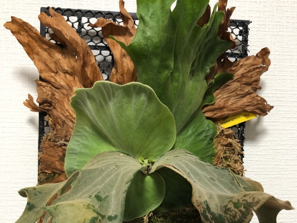 コウモリラン(ビカクシダ)の種類｜細かい品種や手入れ方法