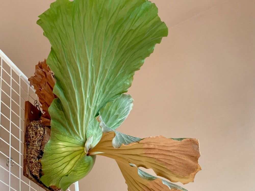 ビカクシダ　エレファントティス