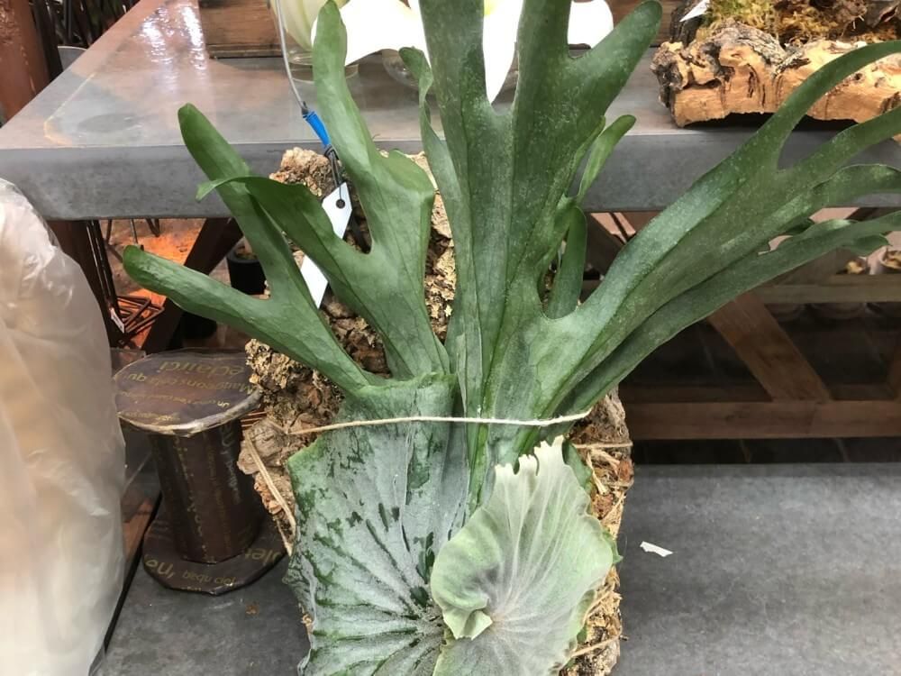 ビカクシダ　スパーバム