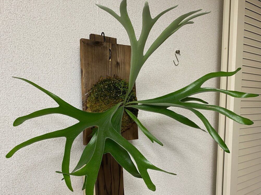 ビカクシダ　エリシー