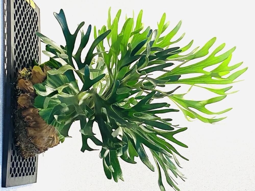 ビカクシダ　キッチャクード