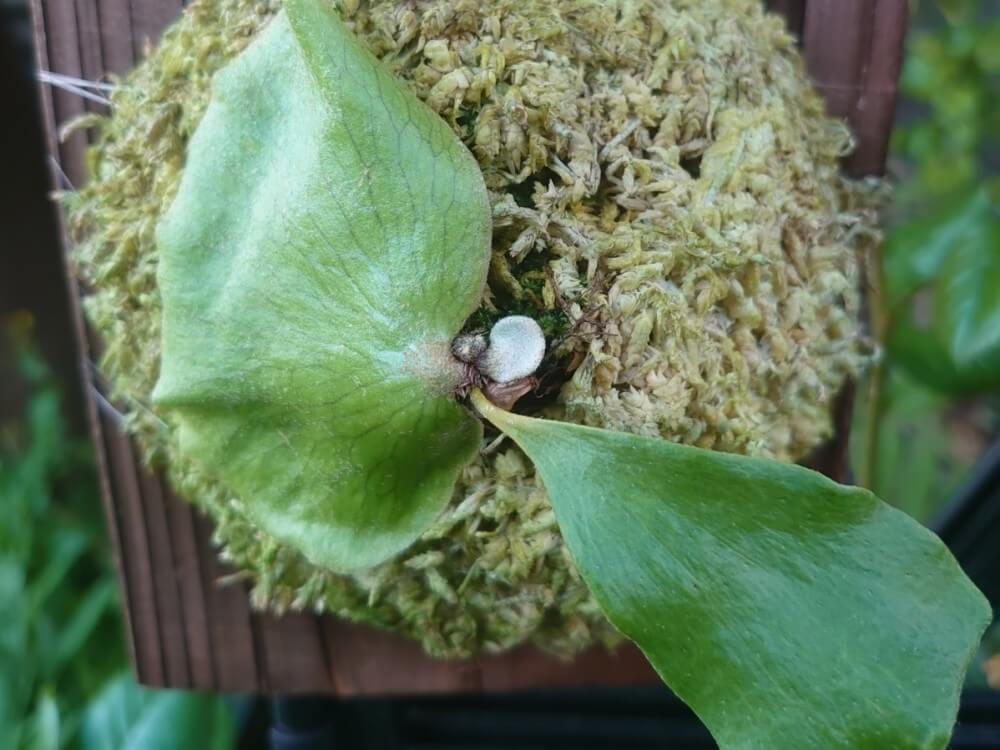 P. quadridichotomum ビカクシダ クアドリディコトマム 株分け