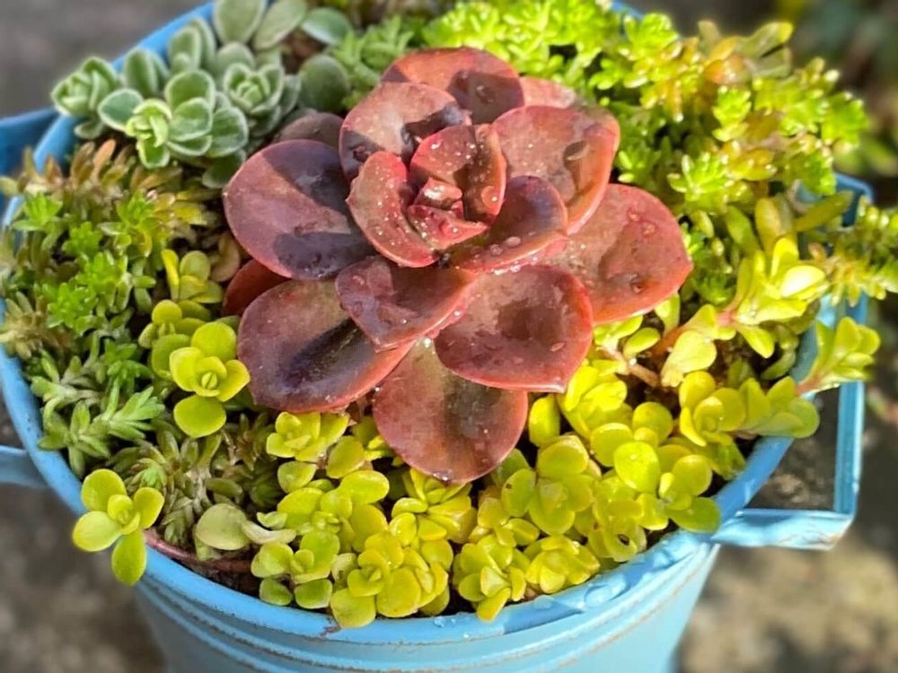 メラコ　鉢植え　寄植え