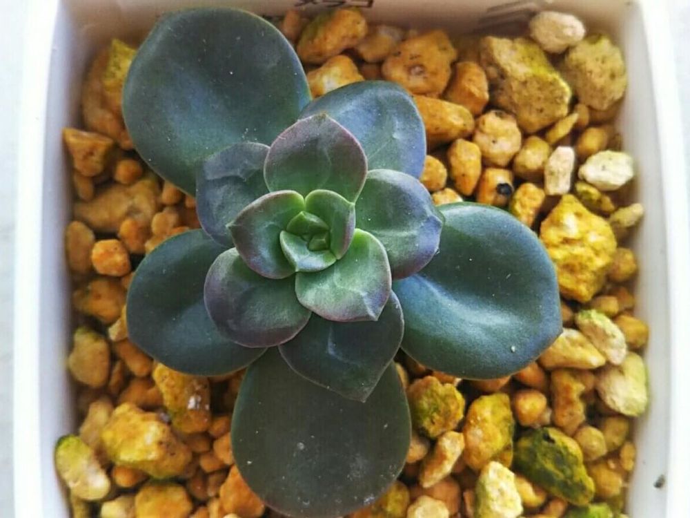 メラコ　鉢植え　株