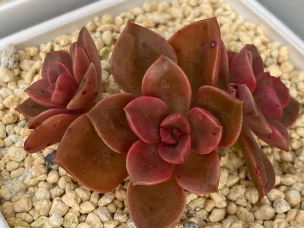 メラコ　鉢植え　赤茶色の株