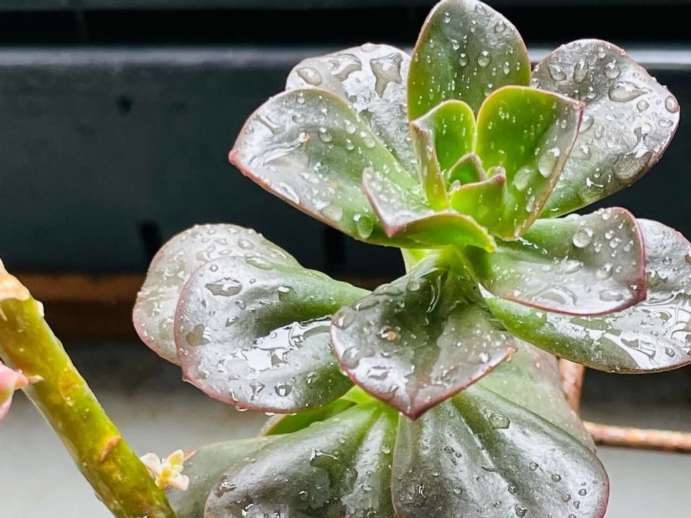 メラコ　株　水滴
